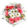 This bouquet is a tribute to Shadwell's vibrant spirit, composed with a keen eye for freshness, comfort, and artistry. Crisp white daisies with sun-bright lime centres stand tall among a textured gathering of coral-pink carnations, their ruffled petals conjuring images of spring gardens by St George's Park. Wispy white baby's breath adorns the bouquet with a touch of lightness, resembling tiny stars scattered across a dusk-lit sky, while eucalyptus leaves and deep green sprigs provide structure and a cool, subtle aroma. Nestled here and there, blush-tinged alstroemeria buds peer out, hinting at the joy of blooms to come. Each flower and leaf is arranged to maximise both harmony and fullness, reflecting Shadwell's character of resilience and celebration. Perfect for gifting on a significant occasion or conveying gentle encouragement, this arrangement promises to bring a wave of joy to living rooms or workspaces along Cable Street, filling them with light, scent, and heartfelt warmth.