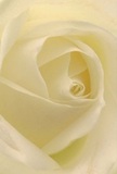 This intimate perspective brings you into the very center of a creamy white rose, echoing the stillness found in Shadwell's quiet gardens at sunrise. Each petal unfurls in a gentle spiral, inviting the mind to wander through its soft, dew-kissed textures, as if touched by the cool Thames breeze. Between folds of ivory, subtle shadows add both dimension and a peaceful depth, enhancing the flower's quiet drama-a reflection of the tranquil spaces tucked between bustling Commercial Road and peaceful Stepney Green. The lighting is serene and diffused, amplifying the rose's natural purity. As a florist dedicated to Shadwell, I see this flower as the purest expression of respect, sympathy, or fresh beginnings-its understated fragrance and creamy surface evidence of skilled arrangement. Every petal embodies artistry and heartfelt intention, crafted to deliver meaningful sentiments to families and friends throughout Shadwell.
